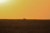 TANZANIA - Serengeti National Park - Alba - 16